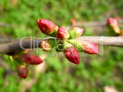 Pink cherry buds on the branch