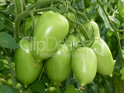 Bunch of green tomatoes