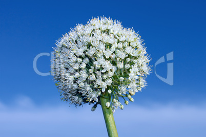 Inflorescence of onion