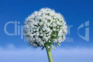 Inflorescence of onion