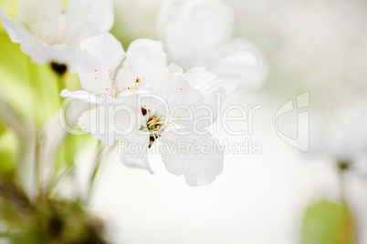 Apfelblüten im Frühling