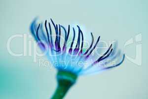 Blaue Clematis