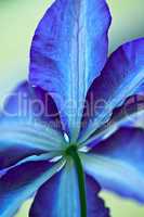 Blaue Clematis