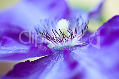 Blaue Clematis