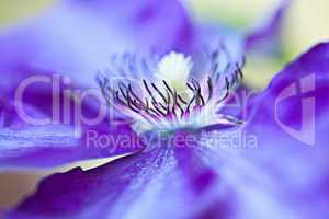 Blaue Clematis