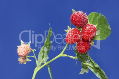 Branch with ripe raspberry berries