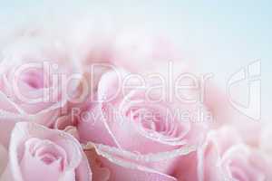 Rosa Rosen mit Tautropfen