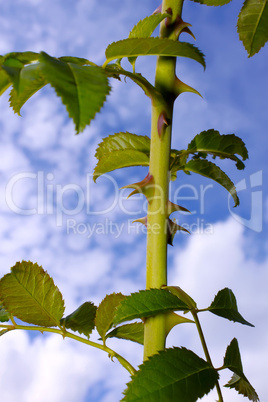 The stem of wild rose with thorns