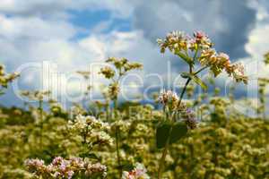 Buckwheat inflorescence