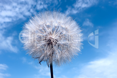 Dandelion on blue sky background