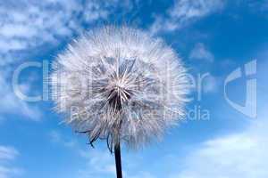 Dandelion on blue sky background