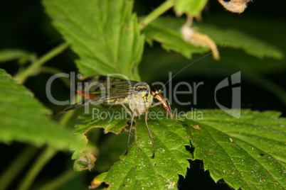 Gemeine Skorpionsfliege (Panorpa communis) / Common Scorpionfly