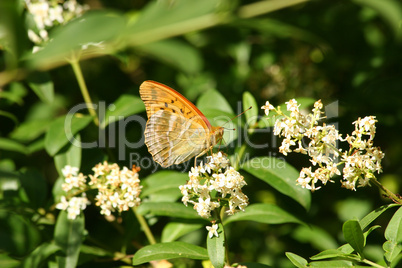 Kaiseremantelfalter (Argynnis paphia) / Silver-washed Fritillary