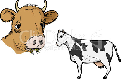 Cow Profile