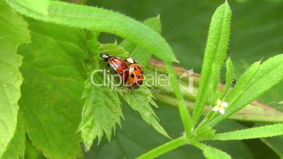 Asian lady beetle - Asiatische Marienkäfer