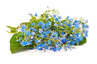 Blue forget-me