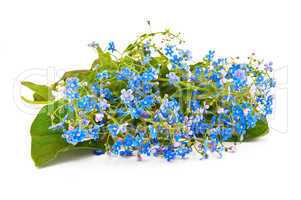 Blue forget-me