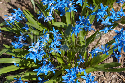 Blue spring flowers