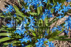 Blue spring flowers