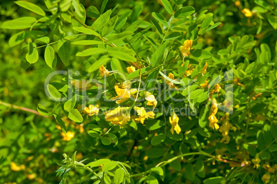 Flowering acacia
