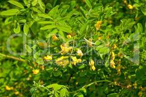 Flowering acacia