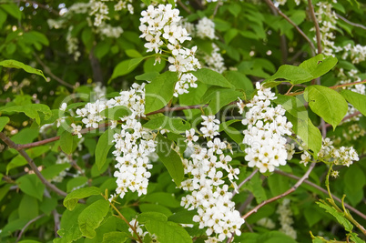 Flowering cherry