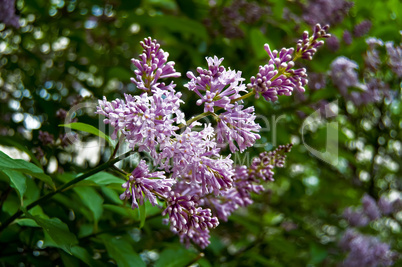 Flowering lilacs