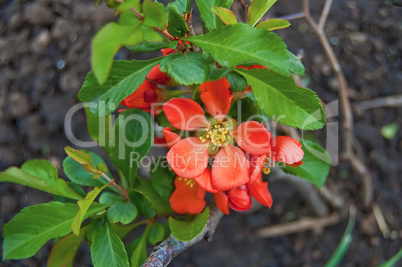 Flowering quince