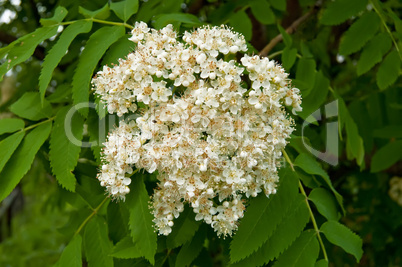 Flowering rowan