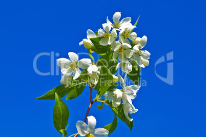 Flowering twig of apple