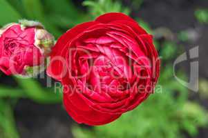 Red flower ranunkulyusa