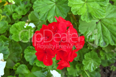 Red Geranium