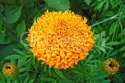 Yellow marigolds