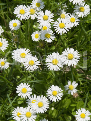 daisy flowers