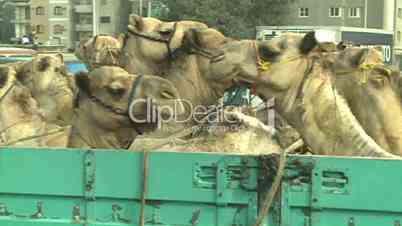 Transport von Kamelen