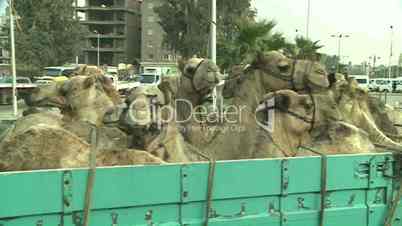 Transport von Kamelen