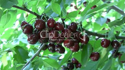 Red cherries at the tree