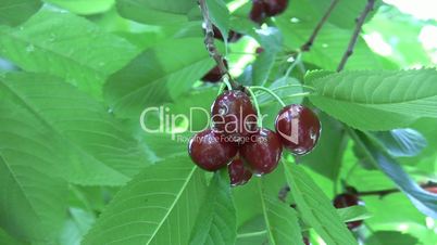 Red cherries at the tree