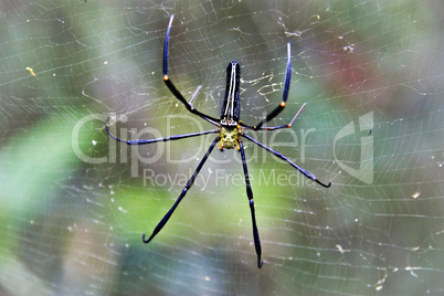 Spider in a net