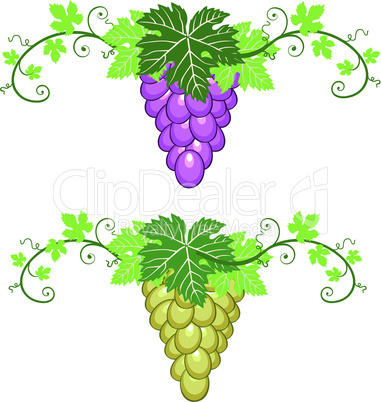 Grapes border with leaves on white background
