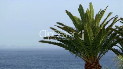 palm and ocean on sunny windy day