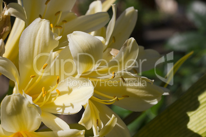 Yellow Flower