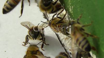 Western honeybee - Westliche Honigbiene