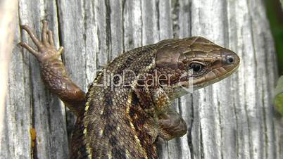Lizard male - Waldeidechse männchen