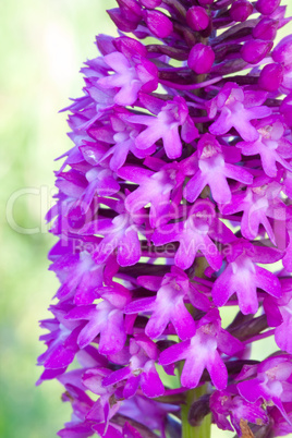 Orchis pyramidalis