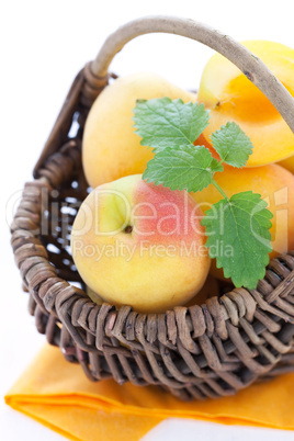 frische Aprikosen / fresh apricots