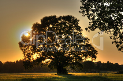 Eiche bei Sonnenuntergang