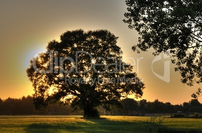 Eiche bei Sonnenuntergang