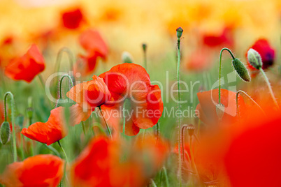 Roter Mohn