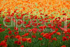 Roter Mohn